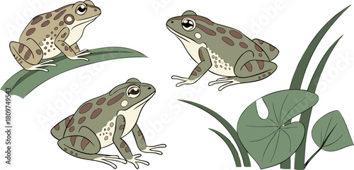 A collection of various frog illustrations is presented against a transparent background. The frogs exhibit a range of poses, including sitting, crouching, and extending limbs. The color palette inclu
