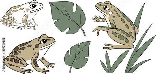 A collection of various frog illustrations is presented against a transparent background. The frogs exhibit a range of poses, including sitting, crouching, and extending limbs. The color palette inclu
