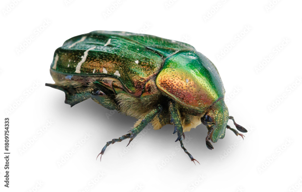 Fototapeta premium The May beetle (bronze beetle) is isolated on a transparent background.