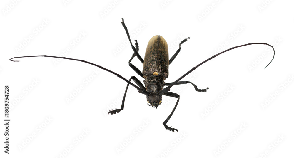 Fototapeta premium Longhorn beetle isolated on transparent background