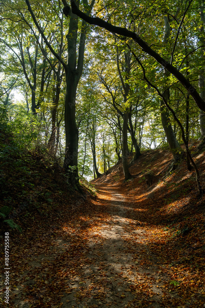 Obraz premium Wald am Stettiner Haff
