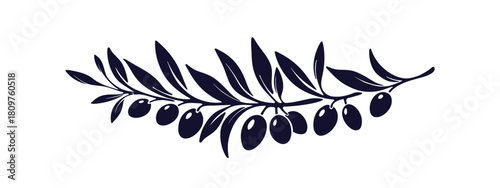 Olive plant. Vector graphic branch with oil berry