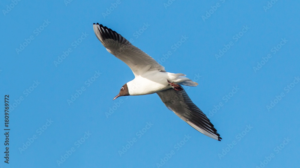 Obraz premium seagull in flight