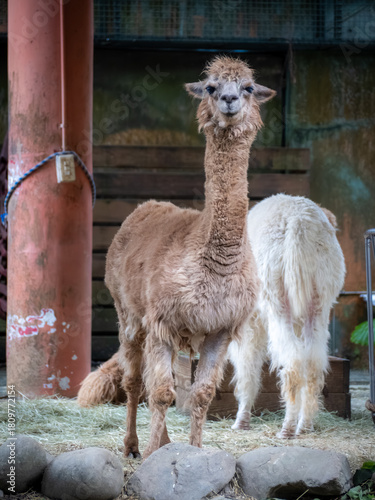 台北市立動物園