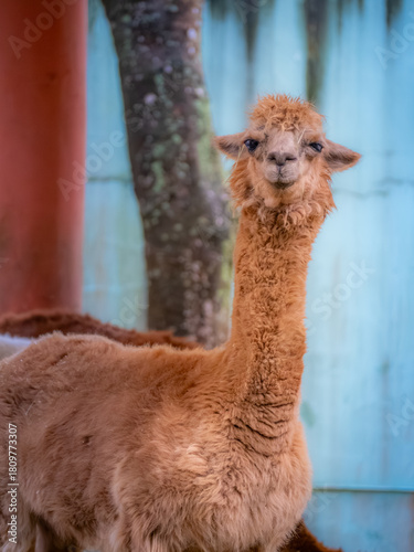 台北市立動物園