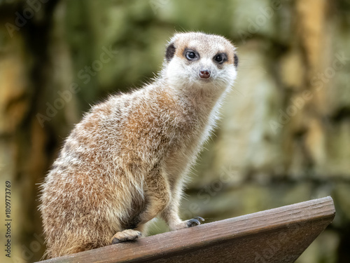 台北市立動物園