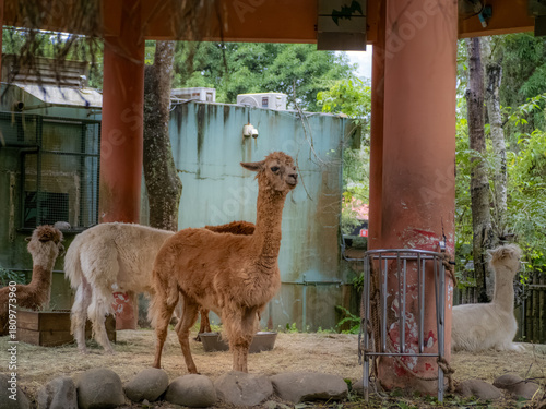 台北市立動物園
