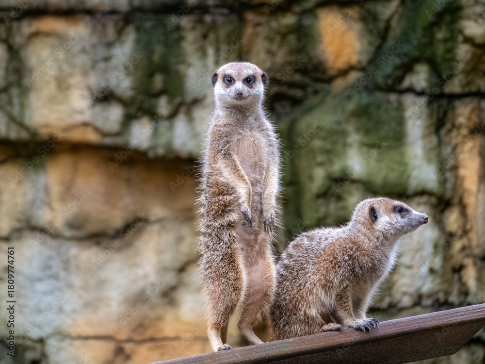 Fototapeta premium 台北市立動物園