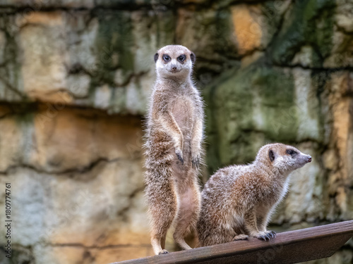 台北市立動物園