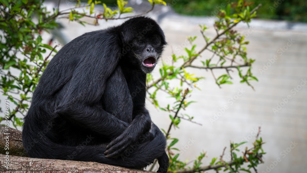Obraz premium Side View of a Spider Monkey with its Mouth Open