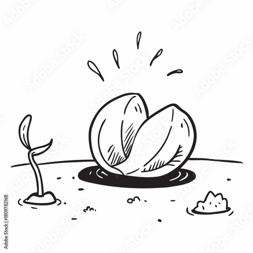 Seed germination isolated on, a new plant is growing