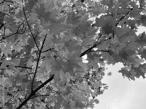 yellow maple leaves on a tree