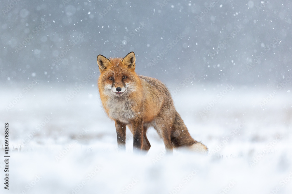 Fototapeta premium Mammals - European Red Fox (Vulpes vulpes)