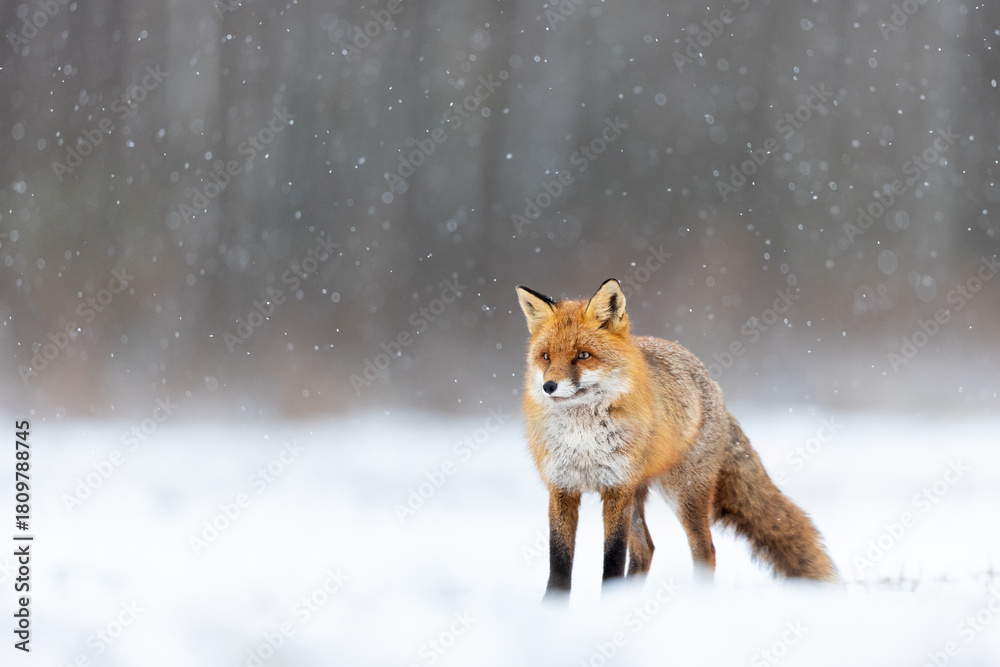 Naklejka premium Mammals - European Red Fox (Vulpes vulpes)