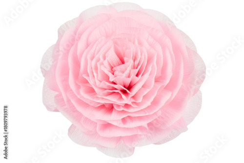 Single blooming pink flower made from delicate crepe paper isolated on a transparent background
