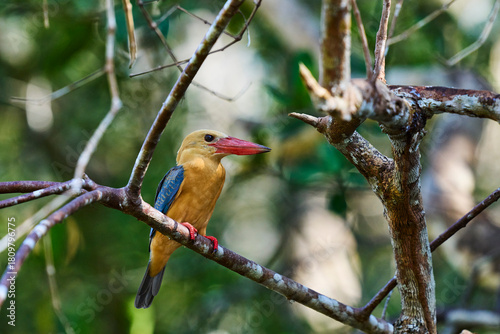 Pelargopsis capensis in Tanjung Puting National Park a colorful kingfisher showing the vibrant wildlife of Borneo’s rainforest.