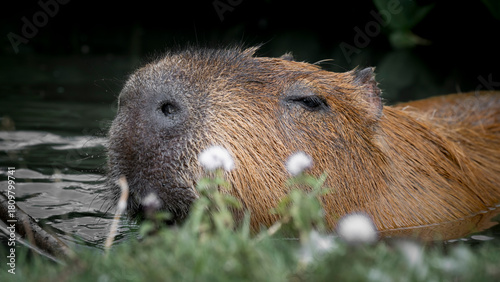 Capybara in Water Searching for Food