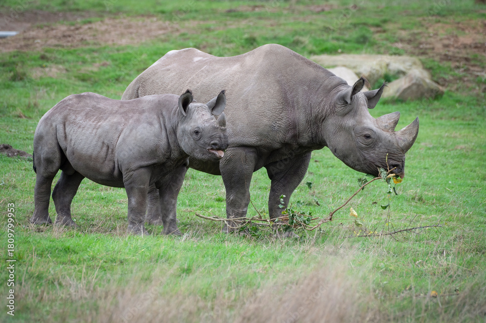 Naklejka premium Black Rhinoceros Mother Calf Feeding