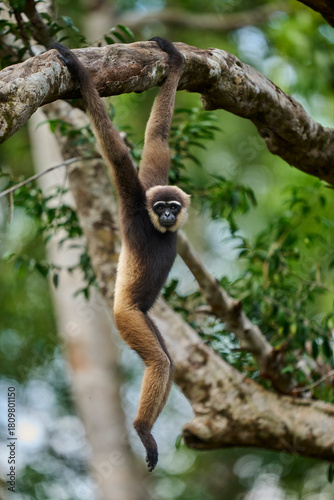 Hylobates albibarbis in the canopy of Tanjung Puting a rare primate of Borneo showing the elegance and calm of Indonesia’s rainforest wildlife.