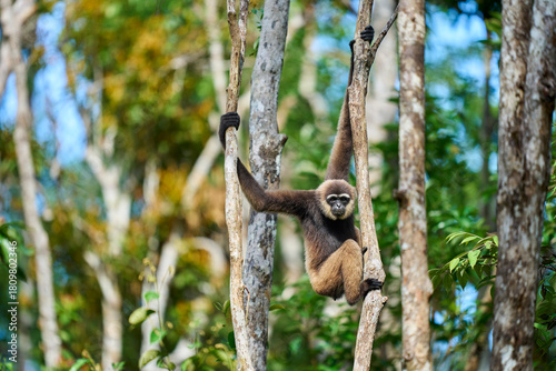 Hylobates albibarbis in the canopy of Tanjung Puting a rare primate of Borneo showing the elegance and calm of Indonesia’s rainforest wildlife.