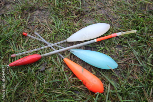  verschiedene Sbirolino auf Wiese, Sbirolinos