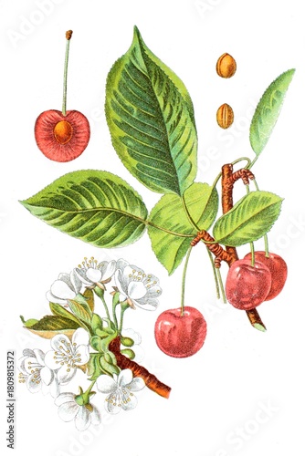 Sauerkirsche oder Weichselkirsche, in Österreich und der Schweiz oft kurz Weichsel genannt, Prunus cerasus, Heil- und Nutzpflanzen
