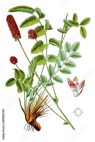 Der Grosse Wiesenknopf Sanguisorba officinalis, Heil- und Nutzpflanzen
