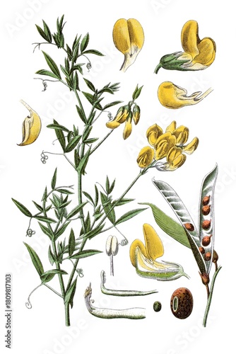 Wiesenerbse, Pisum pratense, Heil- und Nutzpflanze