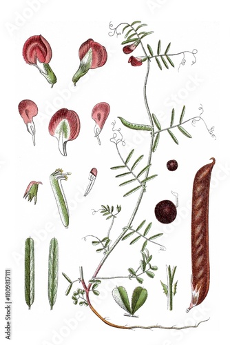 Schmalblaettrige Wicke, Vicia angustifolia