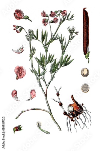 Berg-Erbse, Pisum montanum, Heil- und Nutzpflanze