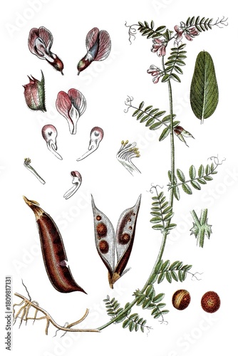 Zaunwicke, Vicia sepium