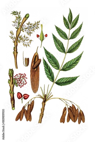 gemeine Esche, Fraxinus excelsior