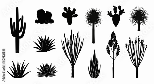 Silhouettes of various desert plants and cacti in black and white.