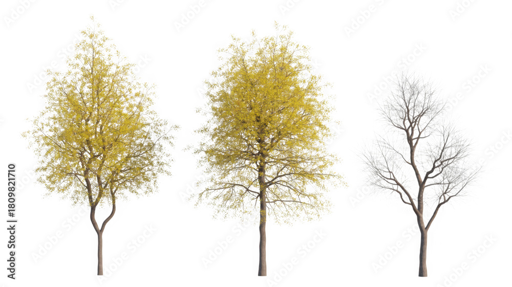 Fototapeta premium Seasonal trees: autumn yellow foliage and winter bare branches isolated on transparent background