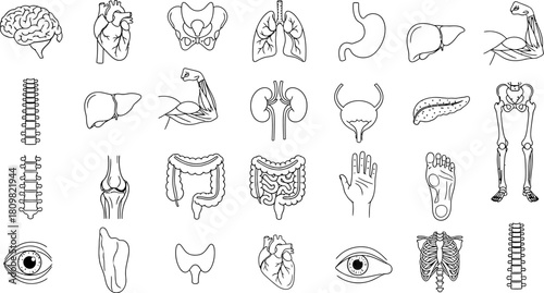 Hand drawn human anatomy set internal organs and skeletal elements illustration