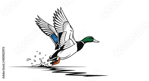A dynamic illustration of a mallard duck with green head and colorful wings taking off from the water with a splash.