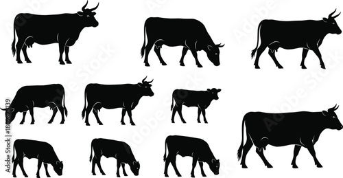 Cow silhouette collection featuring multiple grazing and standing cattle poses, detailed farm animal vector design ideal for agriculture, livestock and rural illustrations