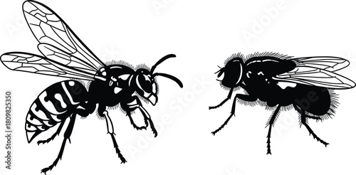 Detailed vector illustration of wasp and housefly insects in side view silhouette and outline style, perfect for biology, pest control and nature design projects