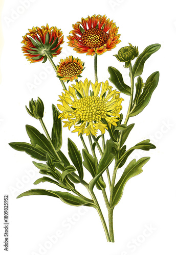 Gaillardia pulchella, blanket flower. Kokardenblume, Papageienblume