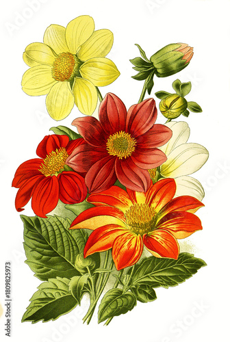 Dahlia variabilis, Dahlia. Dahlie