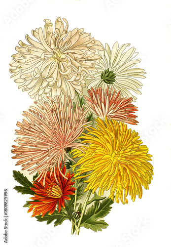 Chrysanthemum sinense var., Chrysanthemum. Garten-Chrysantheme