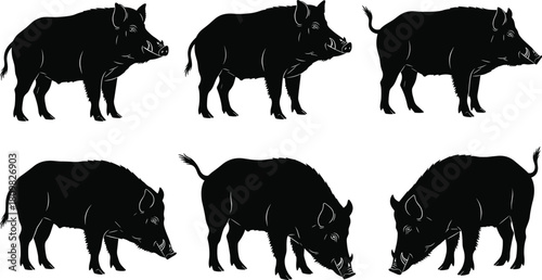 Silhouette collection of wild boars in multiple poses, standing and foraging hog animals, wildlife illustration set for nature design projects