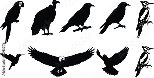 Bird silhouette vector collection, parrot, vulture, crow, hummingbird, eagle, woodpecker flying and perched birds for wildlife, nature, illustration design