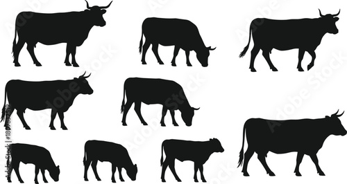 Collection of cow silhouettes in various standing and grazing poses, isolated black farm animal illustrations for agriculture, livestock, and design projects