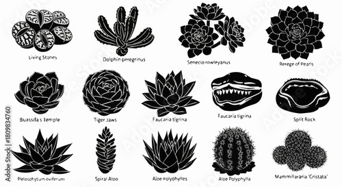 Set of various succulent and cactus plant species silhouettes.