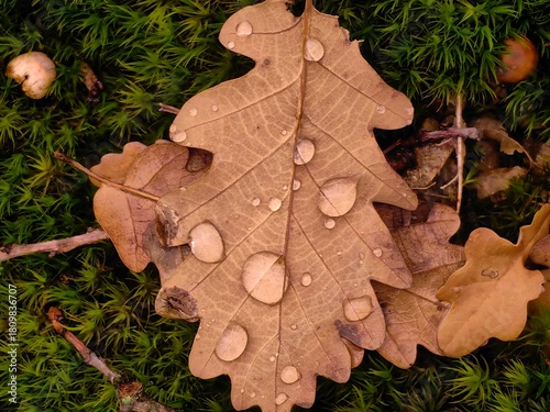 Fallen dry oak leaf after rain. Raindrops on oak leaf on green moss. Autumn scene.