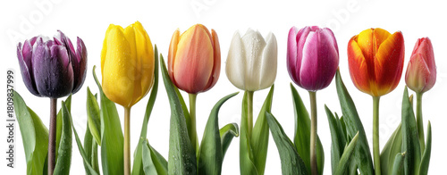 Colorful tulips in a row against a black background
