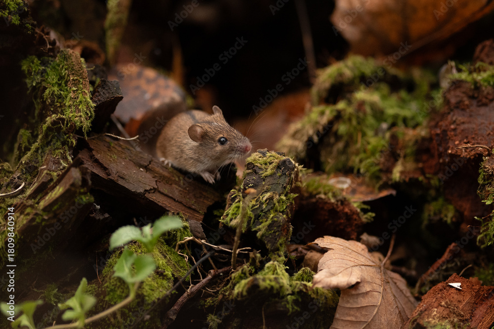 Obraz premium A small brown wood mouse looks towards a moss-covered piece of wood in a forest. Fallen leaves and other wood fragments are visible nearby during daylight hours