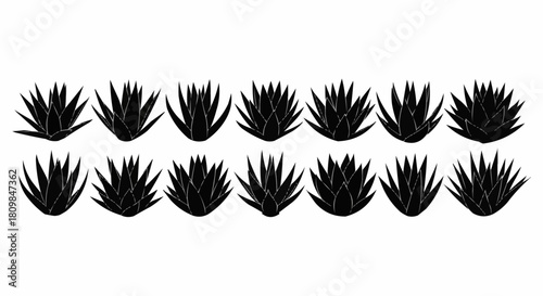 Agave Plant Silhouettes Collection on White Background.