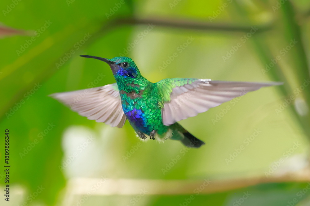Fototapeta premium Sparkling violetear (Colibri coruscans) Ecuador